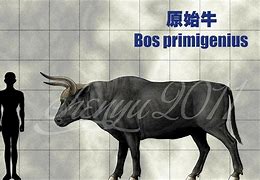 Image result for Bos Genus