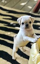 Image result for White Baby Pug