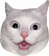 Image result for White Cat Head