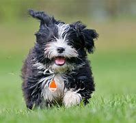 Image result for AKC Havanese Puppies