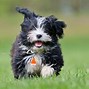 Image result for Cute Havanese Puppies