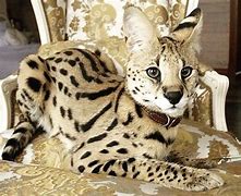 Image result for Serval Cat Mix