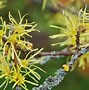 Image result for Bushes with Yellow Flowers Shrubs