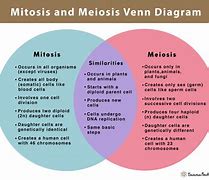 Image result for Meiosis 1 vs 2