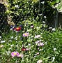 Image result for Daisy Seedlings