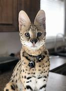 Image result for Half Serval Cat