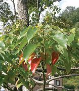 Image result for Camphor