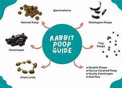 Image result for Rabbit Poop Scooper