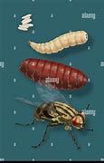 Image result for House Fly Pupa