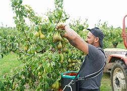 Image result for Fruit Farmer