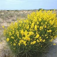 Image result for Spanish Broom