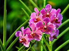 Image result for Singapore Native Orchids