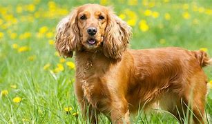 Image result for Brown English Cocker Spaniel