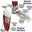 Image result for foot nerves anatomy