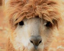 Image result for Pet Llama