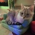 Image result for DIY Cat Furniture