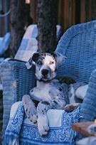 Image result for 12 Week Old Great Dane Puppy