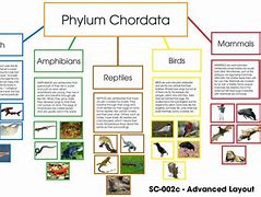 Image result for Subphylum of Chordata