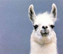 Image result for Llama Shape