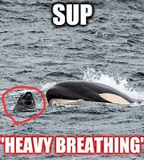 Image result for Killer Whale Titan Meme