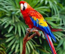 Image result for Burung Nuri Merah