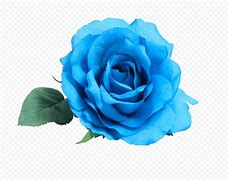 Image result for Blue Rose Flower Field