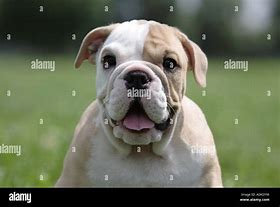 Image result for 12 Week Old English Bulldog Puppy