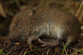 Image result for Newborn Baby Vole