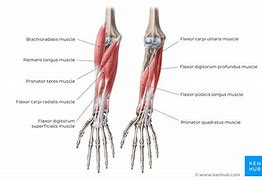 Image result for Forearm Flexors