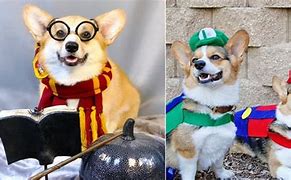 Image result for Corgis in Jeans