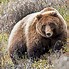 Image result for Grizzly Bear Mini