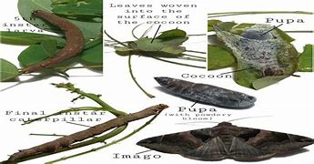 Image result for Bird Seed Moth Life Cycle