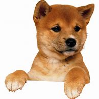 Image result for Paper Dog PNG