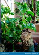 Image result for Bayam Plant