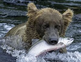 Image result for Bear with Fish