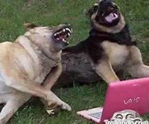 Image result for Dog Waiting Laugh Meme