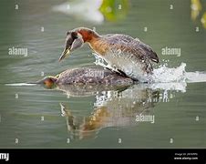 Image result for Female Grebe