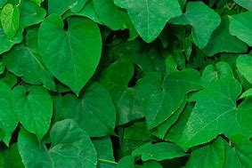 Image result for Green Leaves Pattern