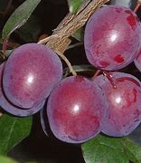 Image result for Hollywood Plum Tree