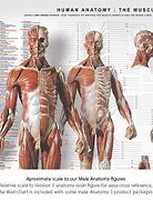 Image result for Muscle Refrences