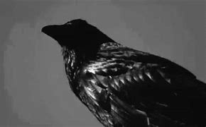 Image result for Crow Bird GIF