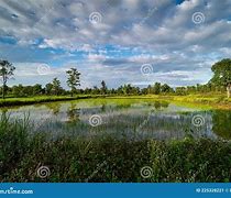 Image result for Rice Paddy Reflection