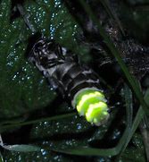 Image result for Glow in the Dark Plastic Worms