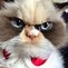 Image result for Grumpy Cat Species