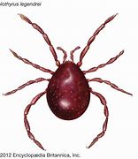 Image result for Mite Size