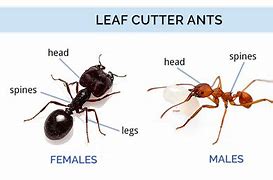 Image result for Leaf Cutter Ant Holes