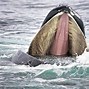 Image result for Humpback Whale