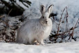 Image result for Hare Pics