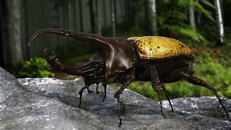 Image result for Hercules Beetle Pupa