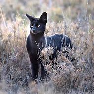 Image result for Serval Colors